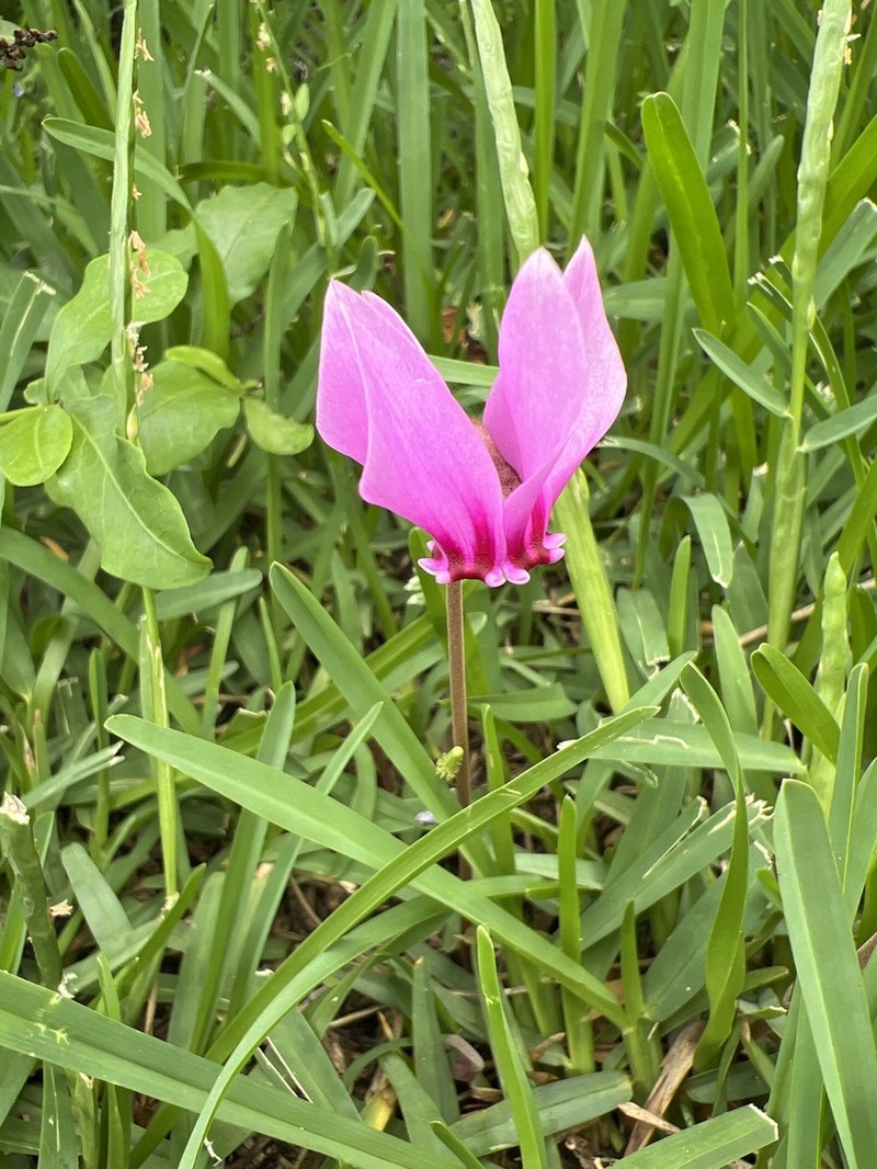 Cyclamen brulloi photo 2