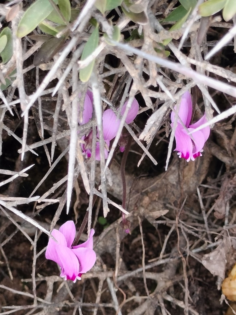 Cyclamen brulloi photo 3