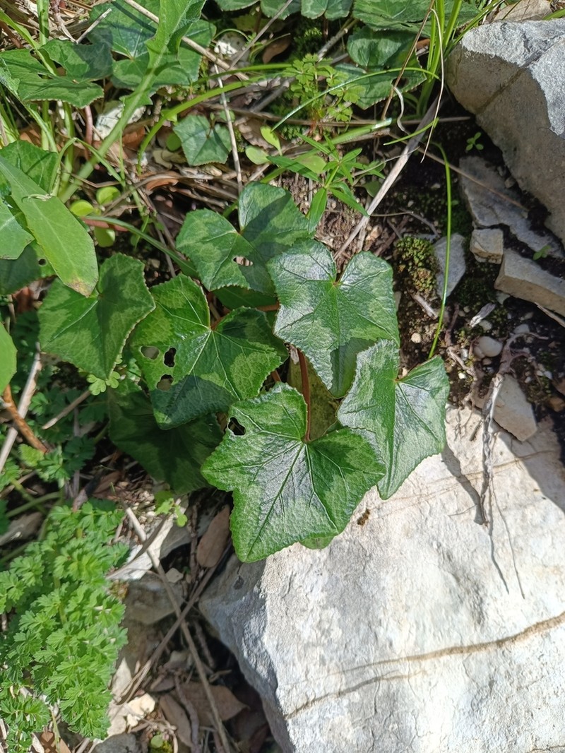 Cyclamen brulloi photo 4