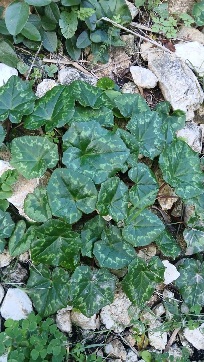 Cyclamen brulloi photo 5