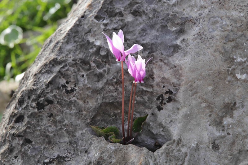 Cyclamen brulloi photo 6