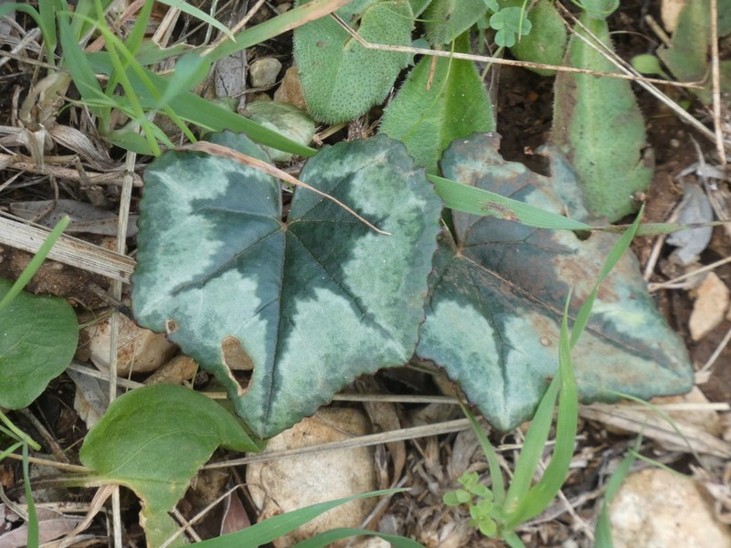 Cyclamen brulloi photo 7