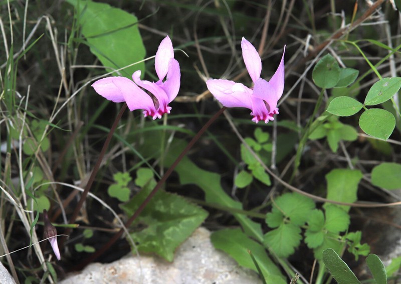 Cyclamen brulloi photo 8