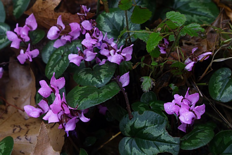 Cyclamen coum subsp. coum