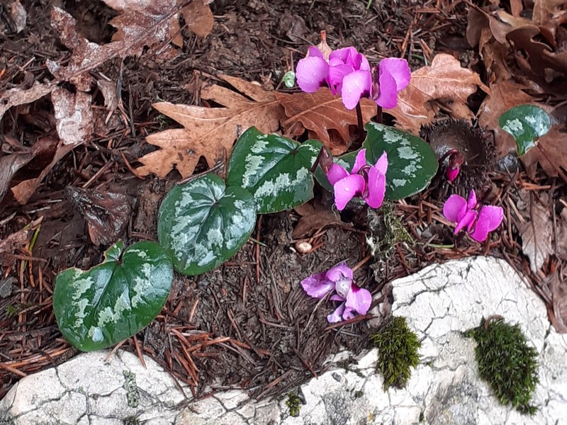 Cyclamen coum subsp. coum photo 2