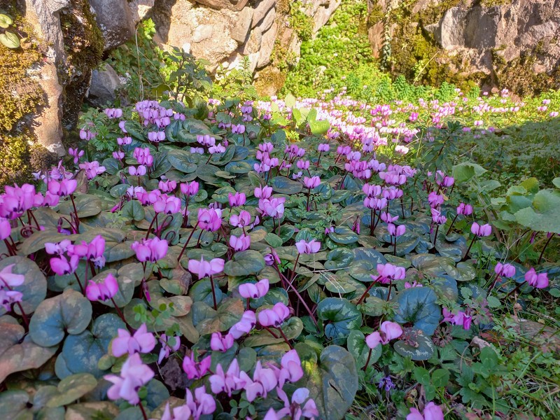 Cyclamen coum subsp. coum photo 4