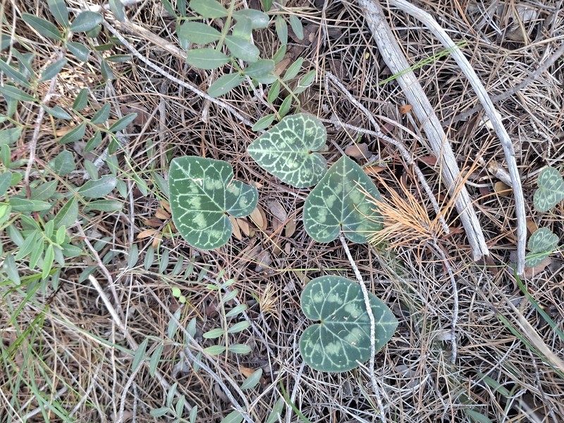 Cyclamen graecum subsp. graecum photo 2