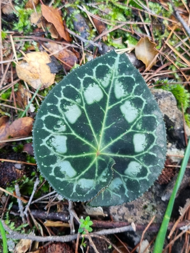 Cyclamen graecum subsp. graecum photo 3
