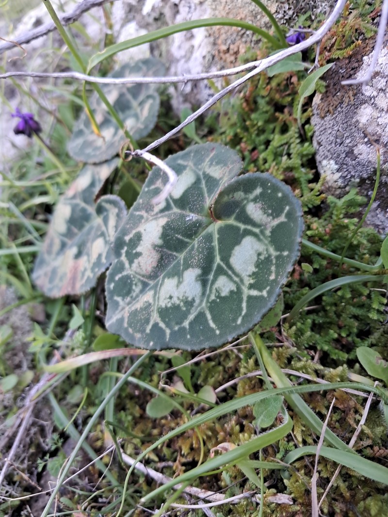 Cyclamen graecum subsp. graecum photo 4