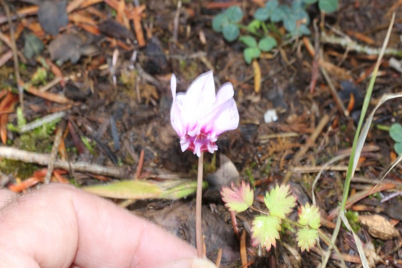Cyclamen hederifolium subsp. hederifolium