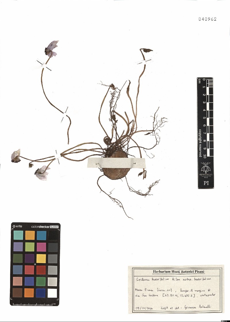 Cyclamen hederifolium subsp. hederifolium photo 2