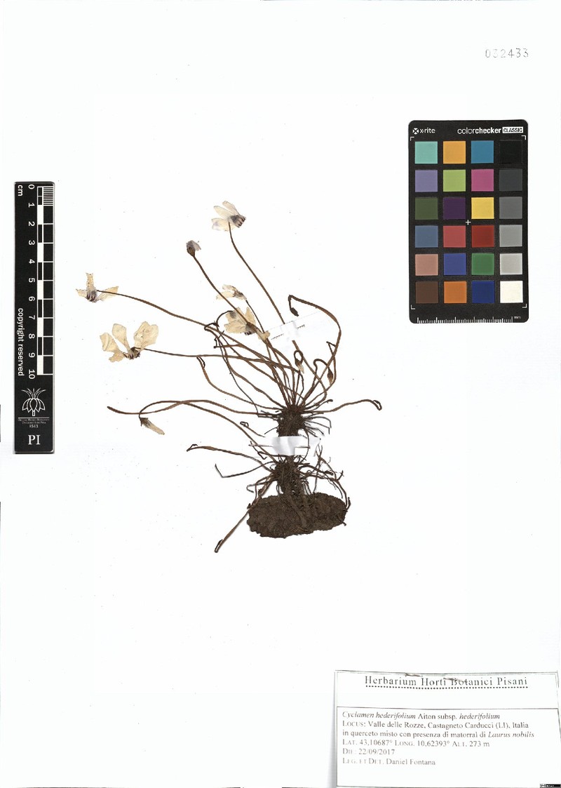 Cyclamen hederifolium subsp. hederifolium photo 3