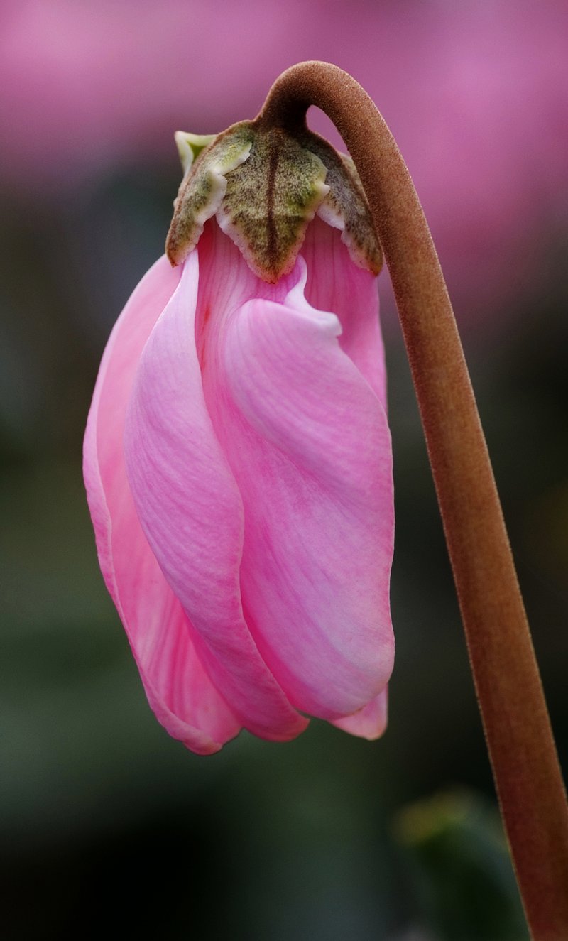 Florist's Cyclamen