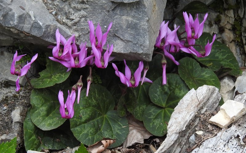 Cyclamen