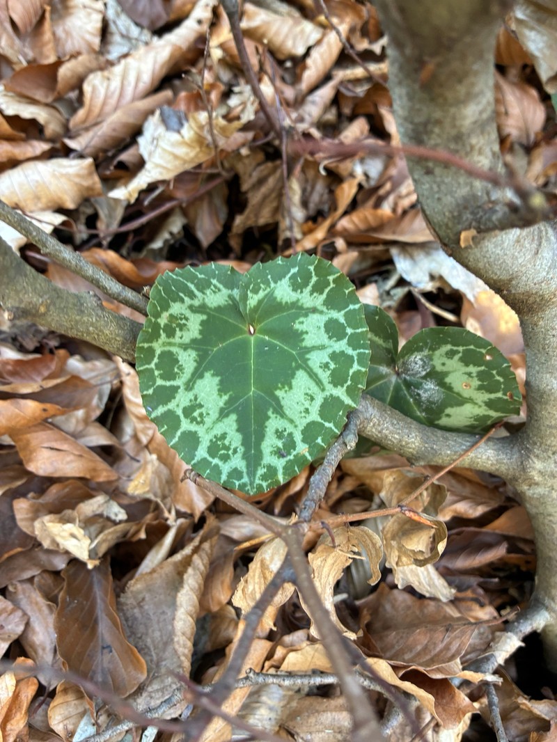 Cyclamen purpurascens subsp. purpurascens photo 2