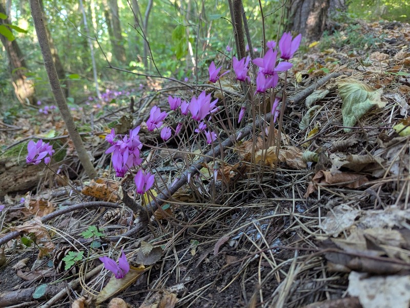 Cyclamen purpurascens subsp. purpurascens photo 3