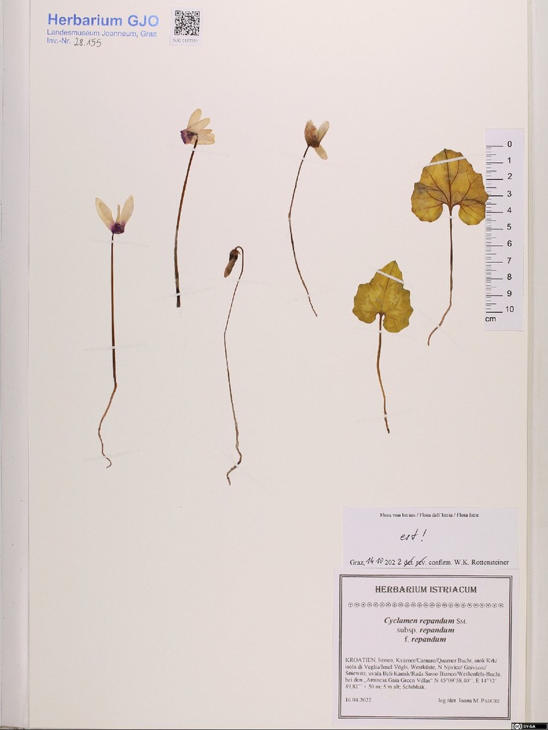 Cyclamen repandum var. repandum