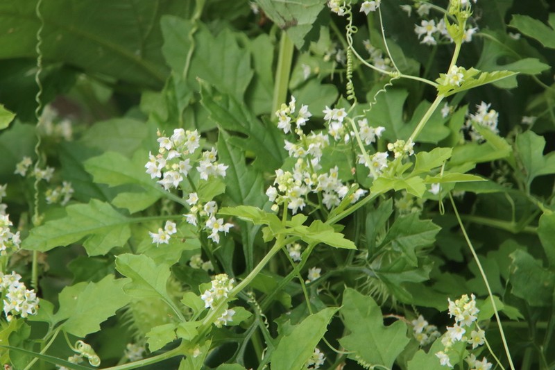 Cutleaf Cyclanthera