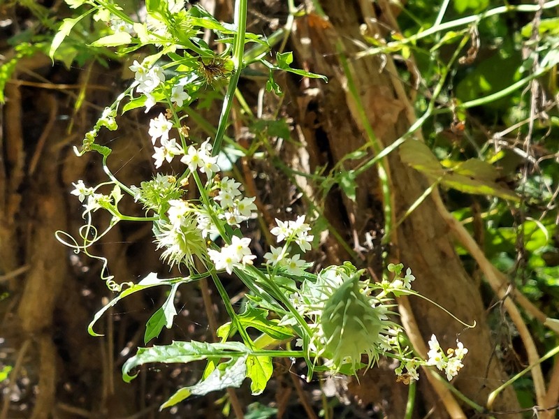Cutleaf Cyclanthera photo 2