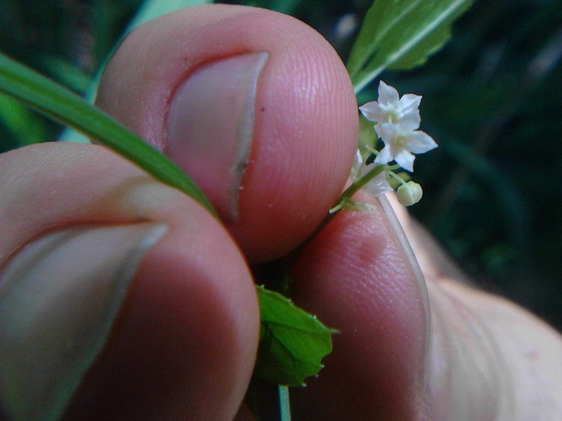 Cutleaf Cyclanthera photo 3