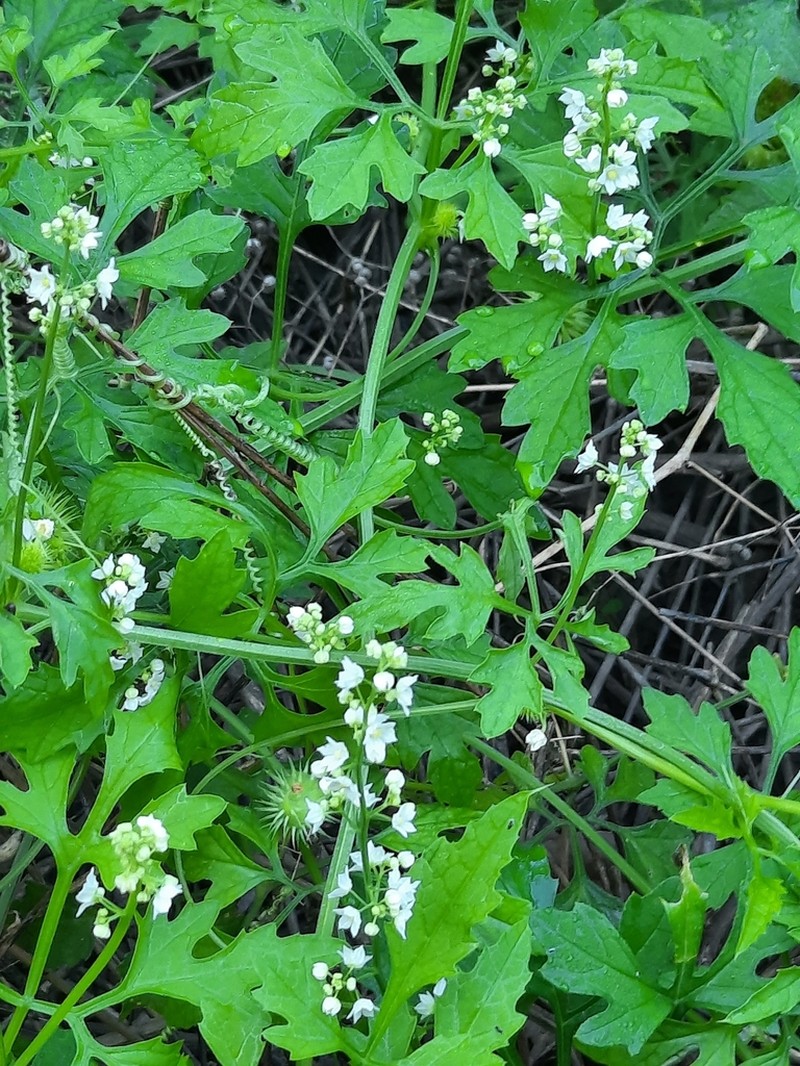 Cutleaf Cyclanthera photo 4