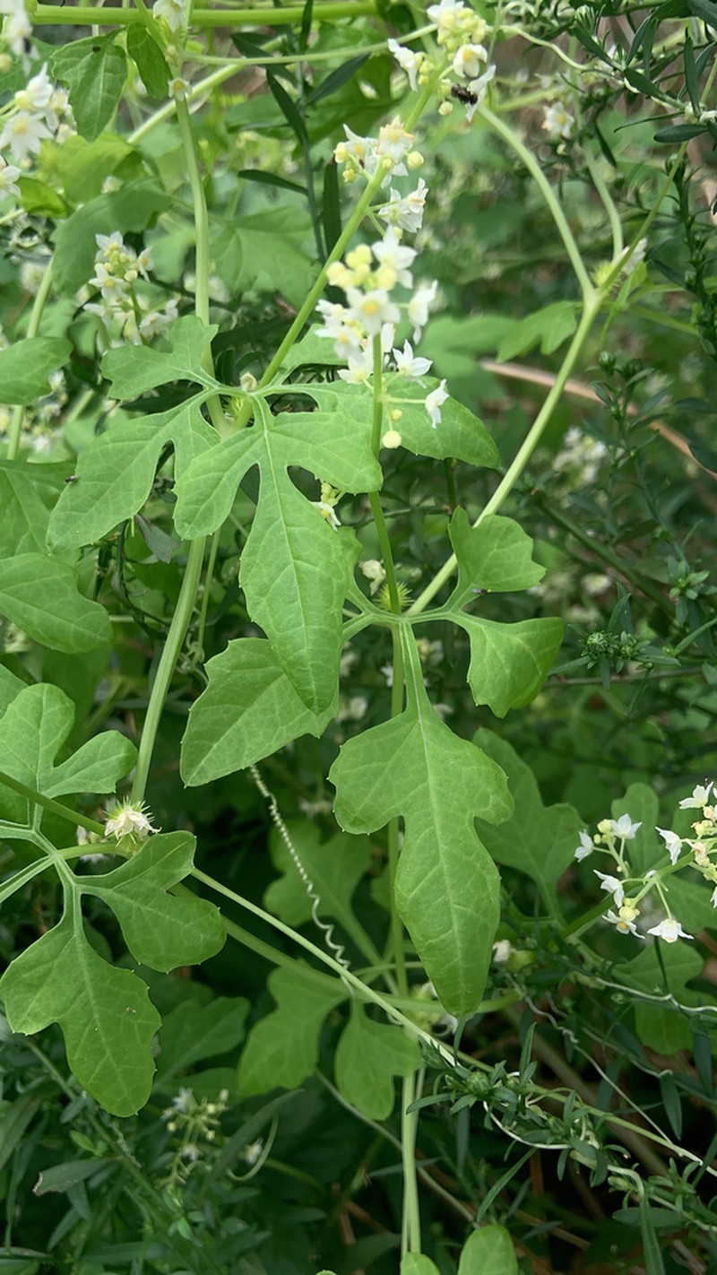 Cutleaf Cyclanthera photo 5