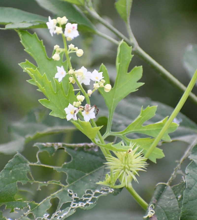 Cutleaf Cyclanthera photo 6