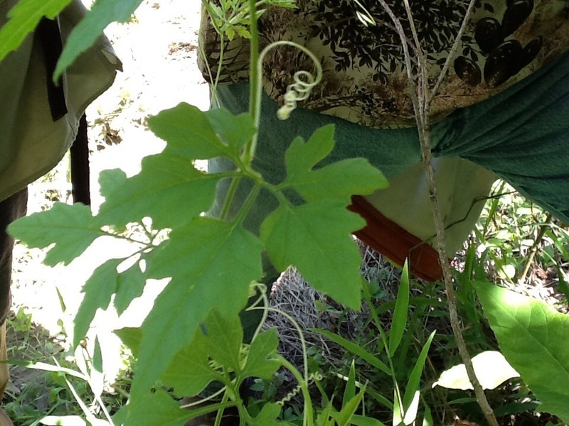 Cutleaf Cyclanthera photo 8