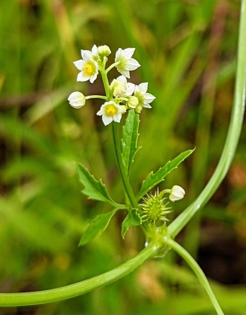 Slender Cyclanthera