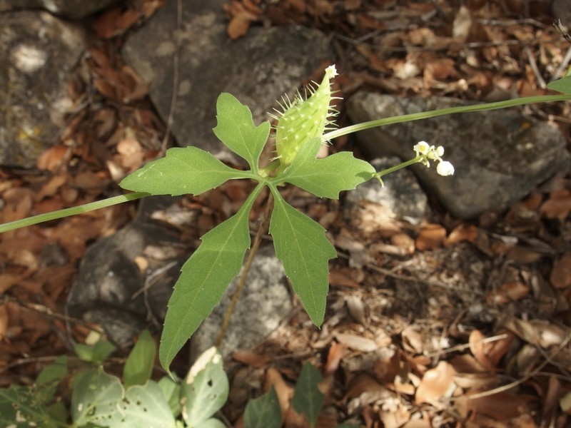 Slender Cyclanthera photo 2