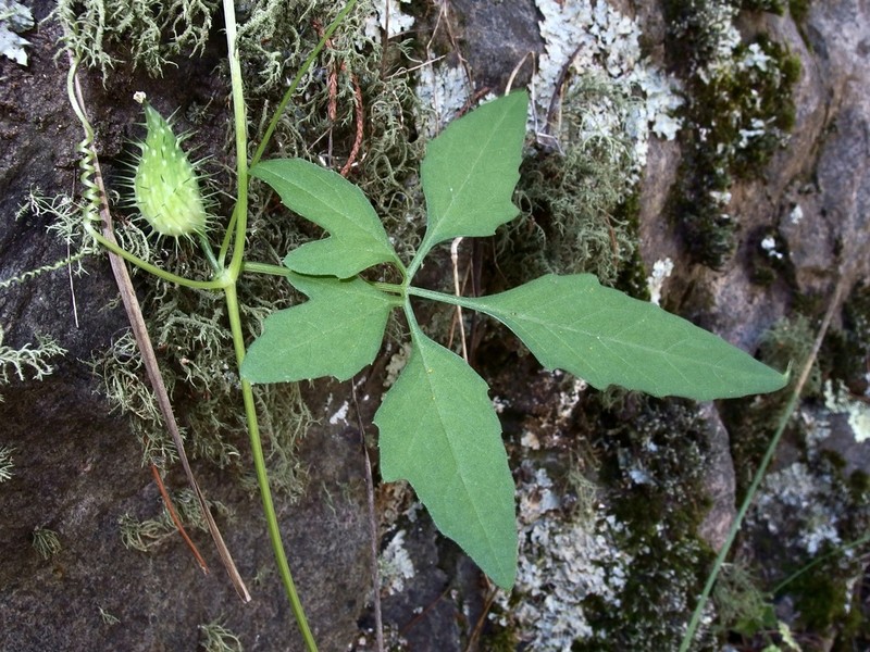 Slender Cyclanthera photo 3