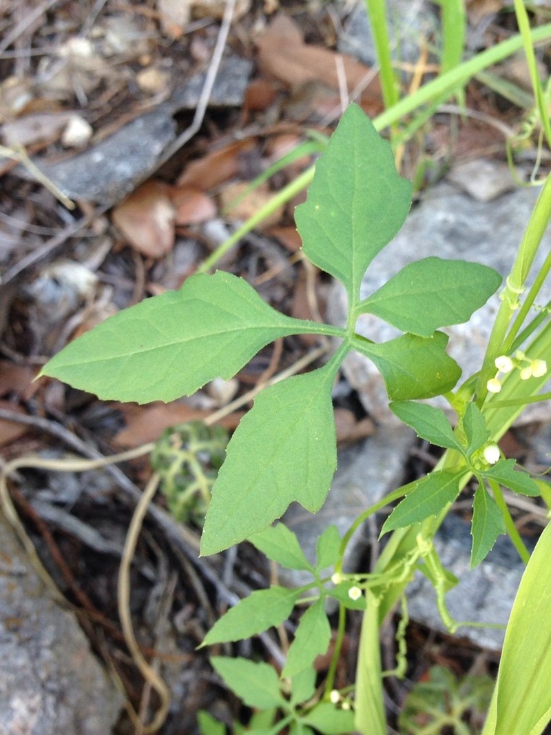 Slender Cyclanthera photo 4