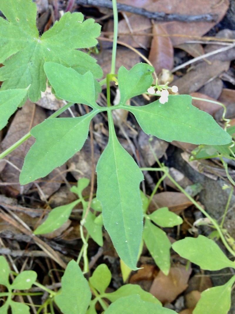 Slender Cyclanthera photo 5