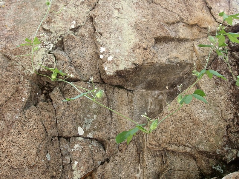 Slender Cyclanthera photo 6