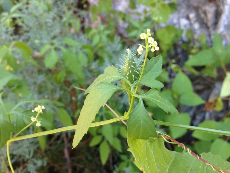 Slender Cyclanthera photo 7
