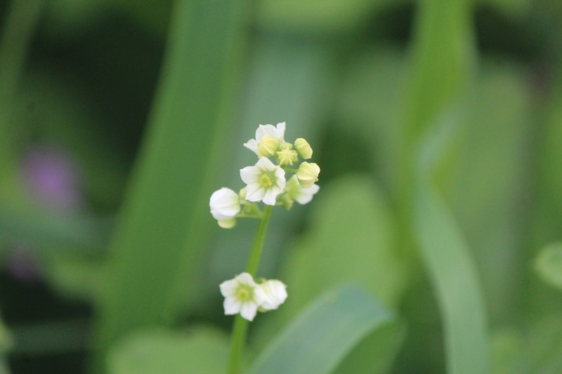 Slender Cyclanthera photo 8