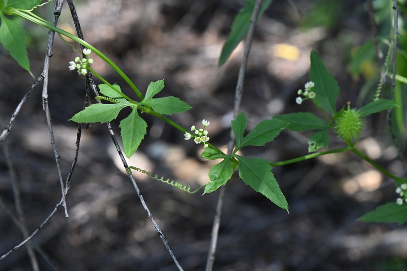 Naudin's Cyclanthera