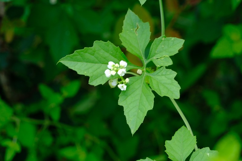 Naudin's Cyclanthera photo 2