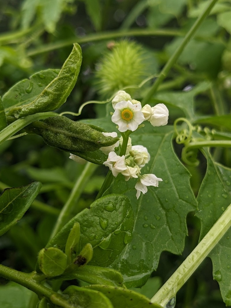 Naudin's Cyclanthera photo 3