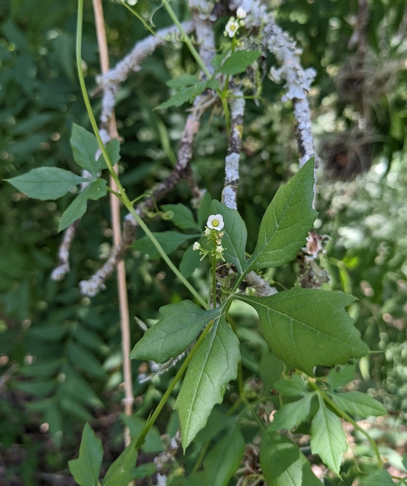 Naudin's Cyclanthera photo 4