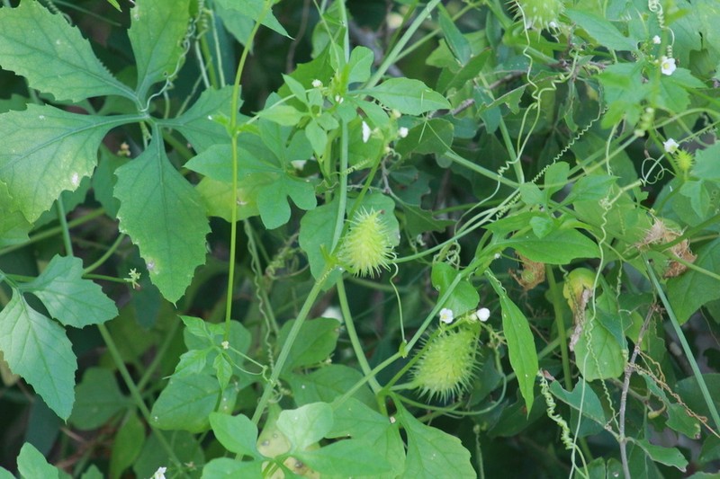 Naudin's Cyclanthera photo 5