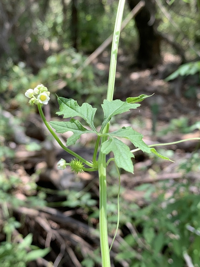 Naudin's Cyclanthera photo 6
