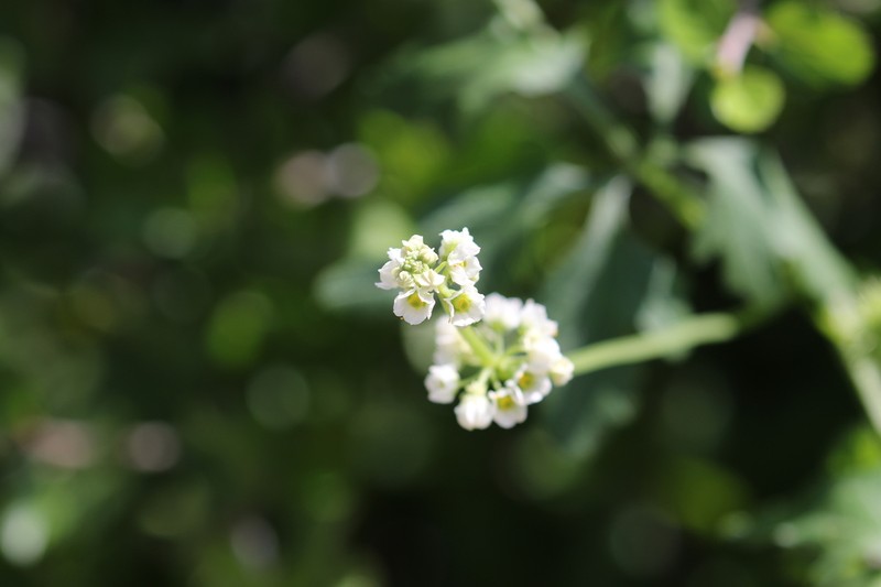 Naudin's Cyclanthera photo 7