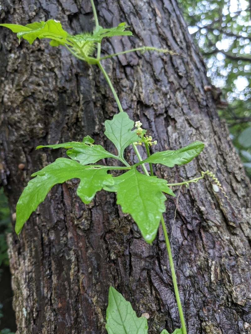 Naudin's Cyclanthera photo 8