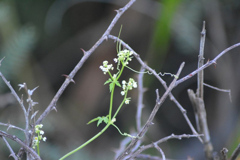 Trans-Pecos Cyclanthera