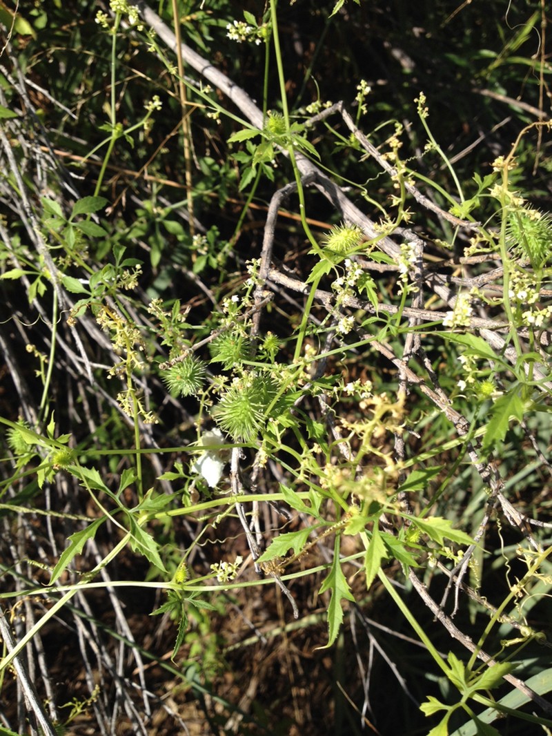 Trans-Pecos Cyclanthera photo 3