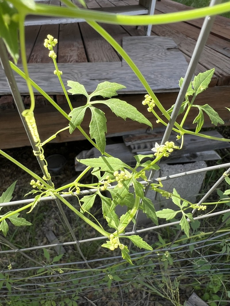 Trans-Pecos Cyclanthera photo 4
