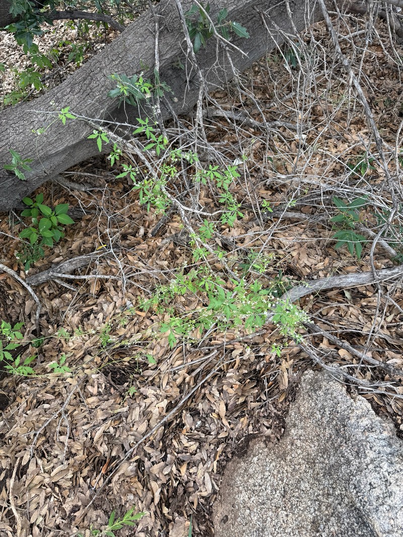 Trans-Pecos Cyclanthera photo 5