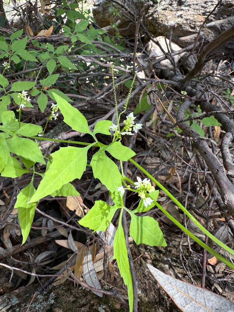 Trans-Pecos Cyclanthera photo 7