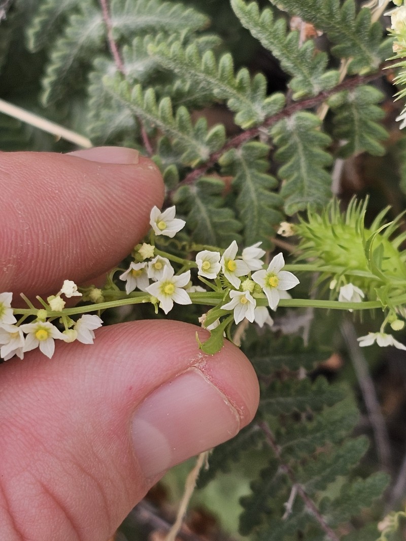 Trans-Pecos Cyclanthera photo 8